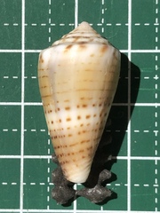 Conus boeticus