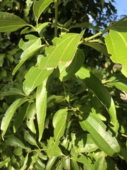 Cinnamomum burmanni
