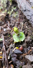 Corybas hypogaeus
