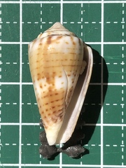 Conus boeticus image