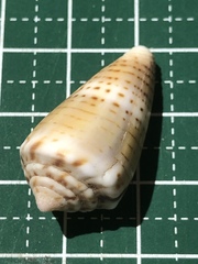 Conus boeticus