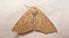 Crocallis dardoinaria