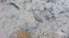 Squillidae