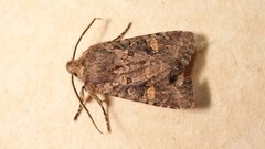 Dryobota labecula