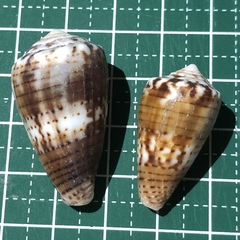 Conus boeticus