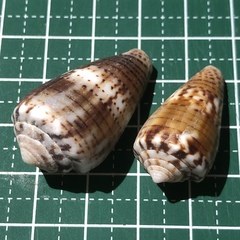 Conus boeticus