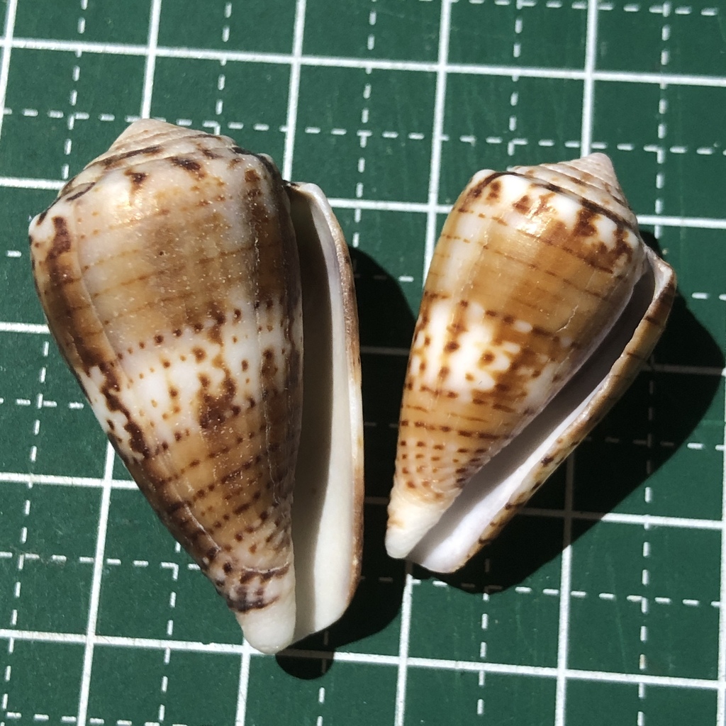 Conus boeticus