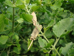 Insecta