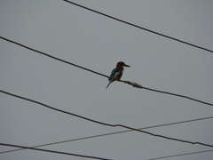 Halcyon smyrnensis