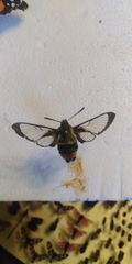 Hemaris tityus