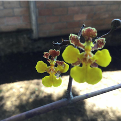 Trichocentrum cebolleta