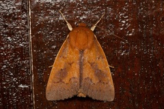 Calymera metaphaea
