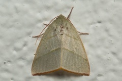 Hylophilodes dubia