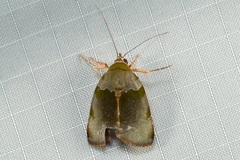 Lasiolopha saturata