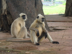Semnopithecus entellus
