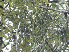 Viscum articulatum