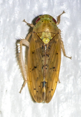 Ponana quadralaba