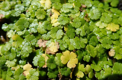 Hydrocotyle microphylla