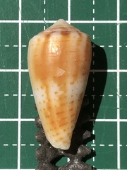 Conus boeticus