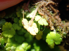 Hydrocotyle microphylla