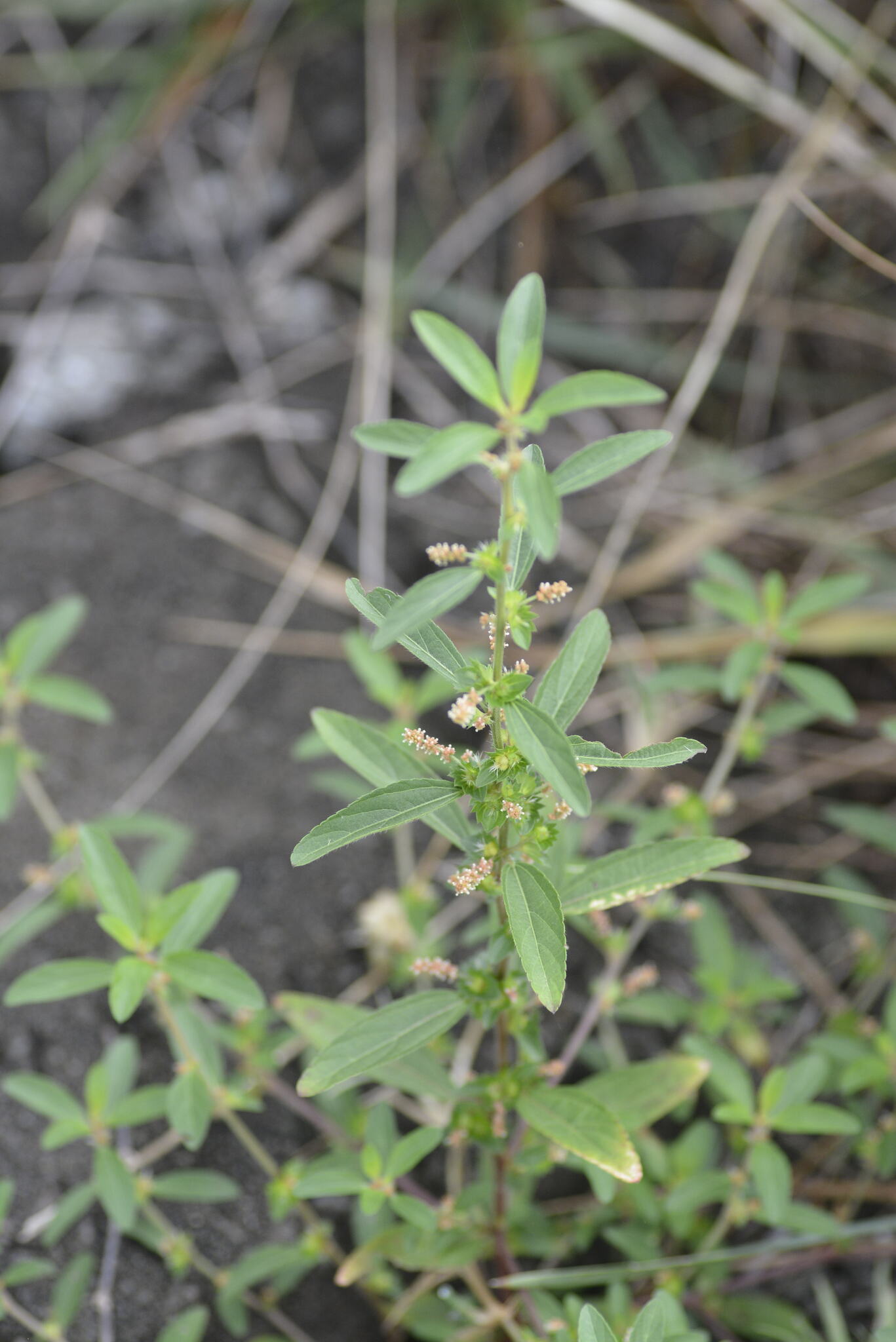 Acalypha gracilis Spreng.