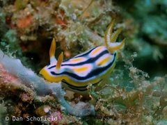 Chromodorididae