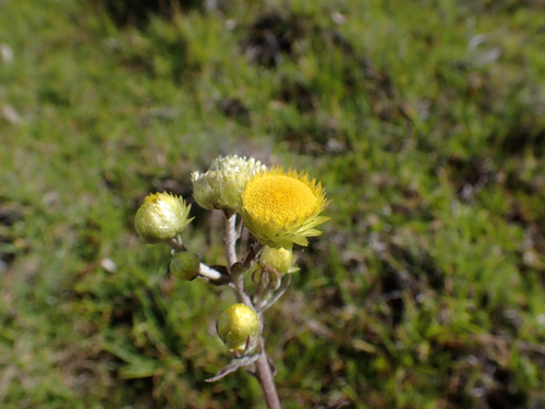 Helichrysum foetidum observed 2025-07-01