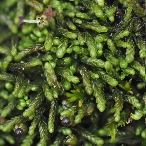 Odontoschisma macounii