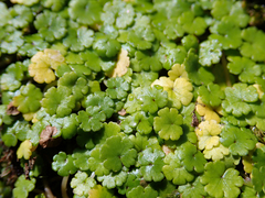 Hydrocotyle microphylla