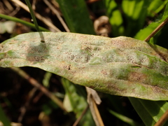 Podosphaera plantaginis