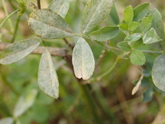 Erysiphe pisi