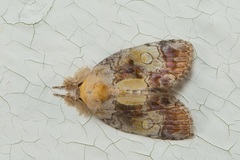 Negritothripa confluens