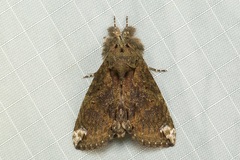 Plotheia exacta