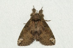 Plotheia exacta