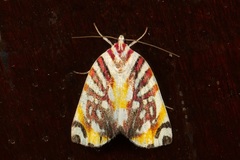 Sinna calospila