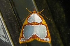 Titulcia confictella