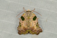 Tortriciforma chloroplaga