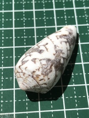 Conus striatus