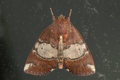 Xenochroa mediogrisea