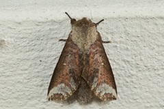 Disparia sundana