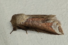 Disparia sundana