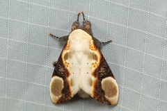 Formofentonia orbifer