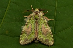 Somera viridifusca