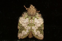 Syntypistis viridimaculata