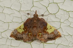 Atelocentra