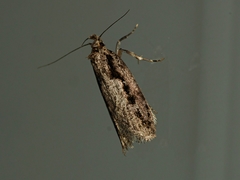 Eulechria xeropterella