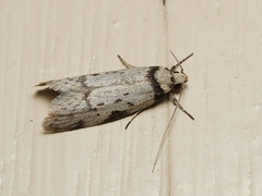 Philobota orescoa