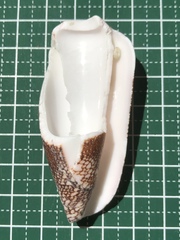 Conus magnificus