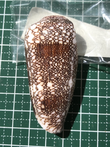 ナガアジロイモ