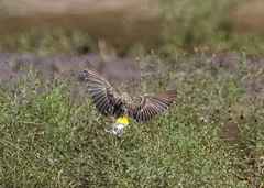 Crithagra atrogularis